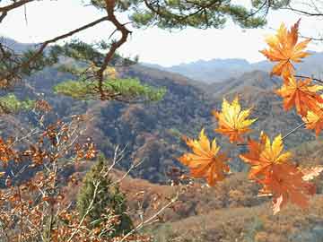花卉迎春盆景行情分析，市場現狀與未來展望